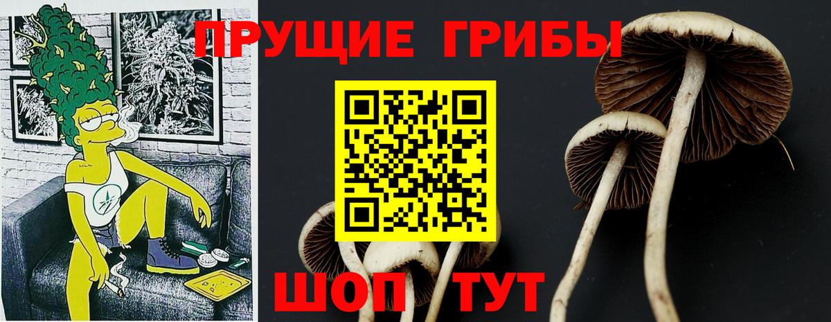 Псилоцибиновые грибы Psilocybe Бугуруслан